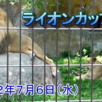 午前中のライオンカップル【旭山動物園】