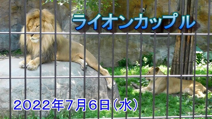 午前中のライオンカップル【旭山動物園】