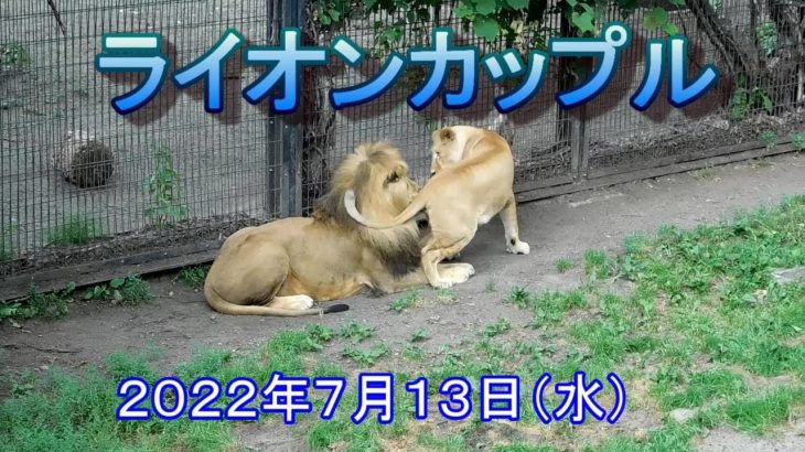 午後のライオンカップル【旭山動物園】