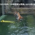 旭山動物園　メイちゃんを待ち受けるライオンカップル　プールで遊ぶメイちゃん　ライオン＆アムールトラ
