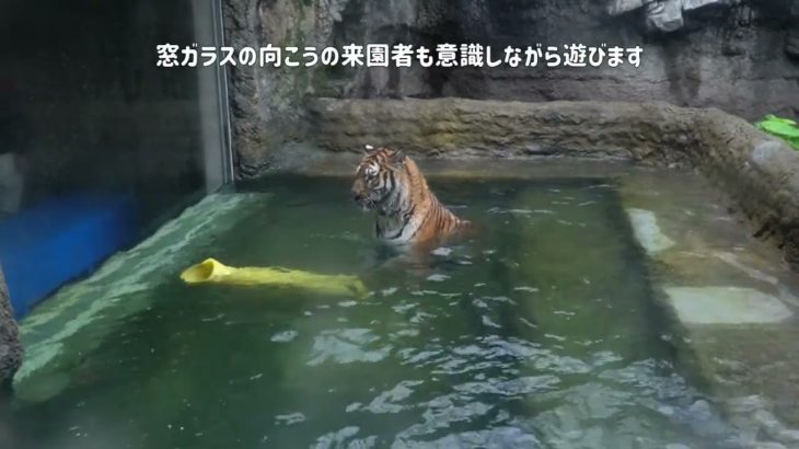 旭山動物園　メイちゃんを待ち受けるライオンカップル　プールで遊ぶメイちゃん　ライオン＆アムールトラ