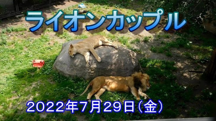 世界の中心でライオンカップル（接触なし）【旭山動物園】