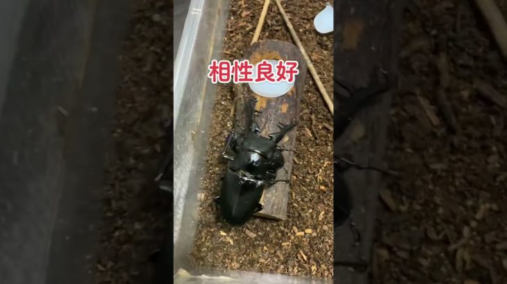 相性良好！　ギラファノコギリクワガタ　産卵セット　交配　交尾　昆虫　カップル　ペアリング　カブトムシ　Beetle Stagbeetle  insect #shorts