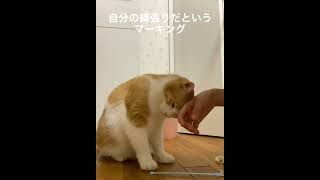 カップル成立!!!!!!#shorts #cat #tiktok #猫 #おすすめ