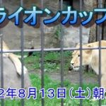 開園直後からのライオンカップル【旭山動物園】