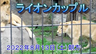 開園直後からのライオンカップル【旭山動物園】