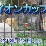 オリトとイオのライオンカップル８月２０日朝【旭山動物園】