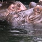 カバのハネムーン💗テツオとティーナはベストカップル【天王寺動物園】