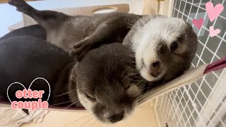 カワウソカップルのラブラブシーズンがやってきた😘💕 Otter couple’s lovemaking season has arrived!