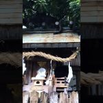 よく見てみると、、猫社？？猫神社？？猫のカップルが登ってる、、、 #猫 #cat #良縁