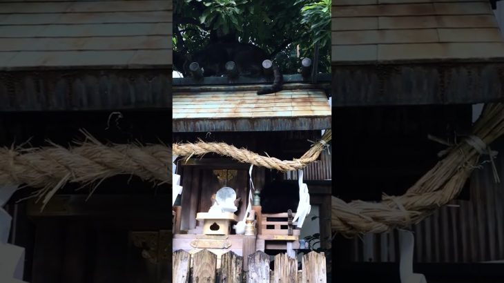 よく見てみると、、猫社？？猫神社？？猫のカップルが登ってる、、、 #猫 #cat #良縁