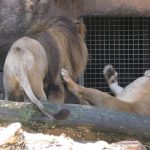 ライオン💗カップルの咆哮【天王寺動物園】