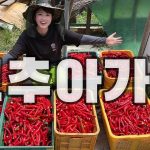 【日韓カップル】韓国巨済島でのリアルな生活を公開します🌶【日韓夫婦/韓国生活vlog/畑仕事】