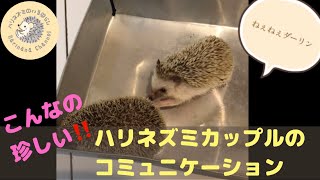 珍しいハリネズミのカップルのやりとり❣️