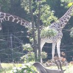 キリンのカップル💗相性は良いのだけれど【天王寺動物園】