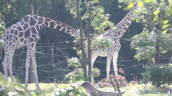 キリンのカップル💗相性は良いのだけれど【天王寺動物園】