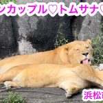 仲良しのライオンカップル♡トムサナ♡