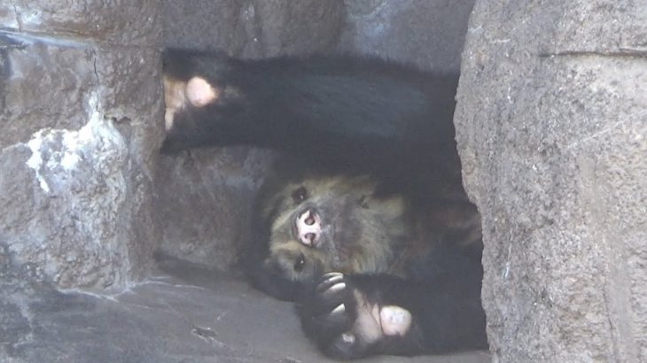 メガネグマのダイスケ＆プッペ💗仲のいいカップル【天王寺動物園】