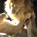 ライオン、最高のカップル💗ガオウとルナ【天王寺動物園】