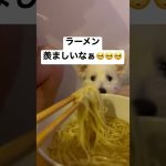 ラーメンを羨ましがる犬🥺💓 #カップル #vlog #同棲 #旅行 #愛犬 #休日 #ポメビション #ポメラニアン #ビションフリーゼ #ウエスティー #ウエストハイランドホワイトテリア