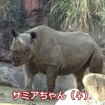 サイのカップル💗子供作りの対策！今日は仲良く食事タイム【天王寺動物園】