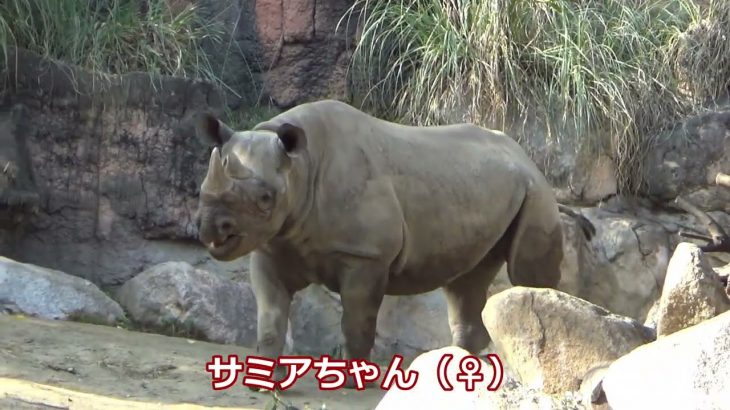 サイのカップル💗子供作りの対策！今日は仲良く食事タイム【天王寺動物園】