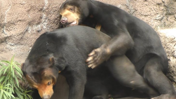 マレーグマのカップル【天王寺動物園】