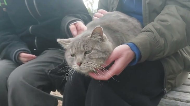 たまに会いに来てくれるカップル👫に可愛がられるグレーちゃん❗寝坊しなくて良かったね‼️また会いに来て下さいニャン❤️