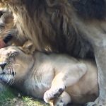 ライオンのガオウとルナ💗今年もベストカップル【天王寺動物園】