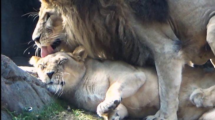 ライオンのガオウとルナ💗今年もベストカップル【天王寺動物園】