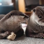 人間みたいなケンカするカワウソカップルの日常　Otter Couple Staring at Each Other and Fighting!