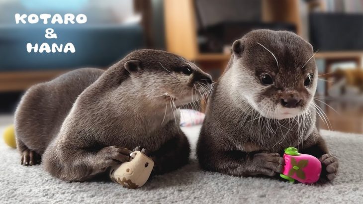 人間みたいなケンカするカワウソカップルの日常　Otter Couple Staring at Each Other and Fighting!