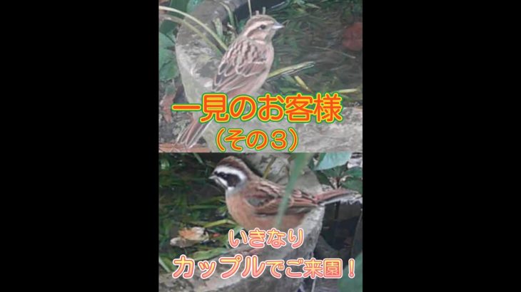 庭への来客、一見のお客様！（その３）、カップルでご来園、ボールも完成