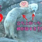 恋愛ドラマほど仲良いホッキョクグマのゴーゴとイッちゃん(よこはま動物園ズーラシア後半)