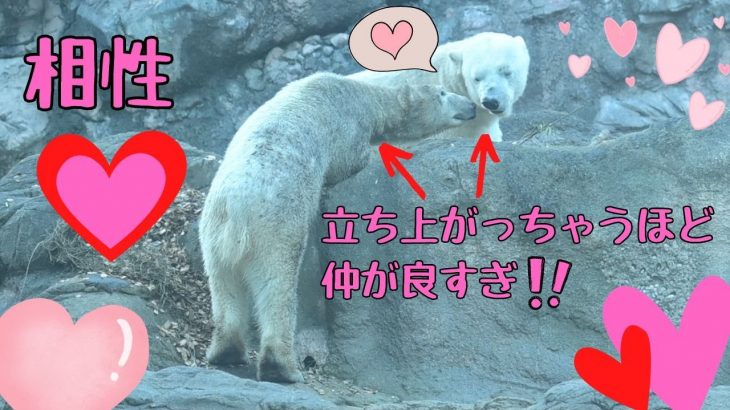 恋愛ドラマほど仲良いホッキョクグマのゴーゴとイッちゃん(よこはま動物園ズーラシア後半)