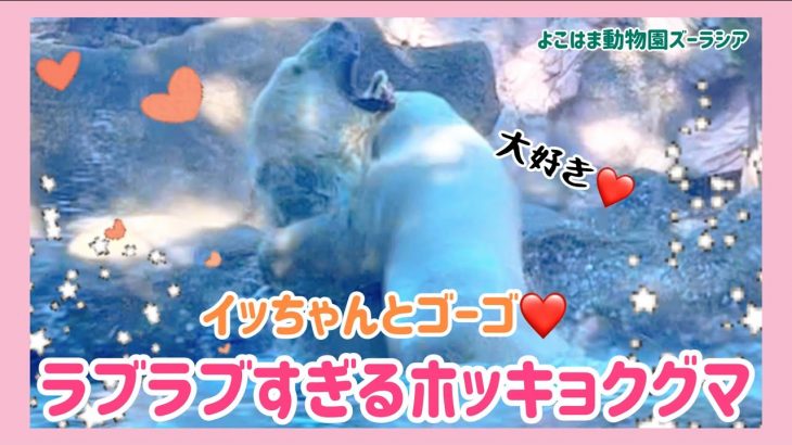 もうすごすぎる😂❤️仲良しなイッちゃんとゴーゴカップル😍💕追いかけっこも可愛い😍 #ズーラシア #天王寺動物園 #ホッキョクグマ