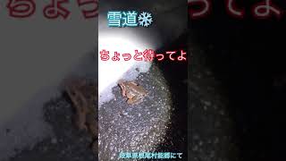 雪夜にカエルのカップル見つけた　情報求む