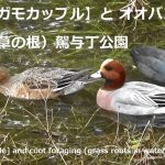 【ヒドリガモカップル】とオオバンの採餌（水中の草の根）駕与丁公園[wild duck couple] and coot foraging (grass roots in water) Kayocho