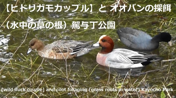 【ヒドリガモカップル】とオオバンの採餌（水中の草の根）駕与丁公園[wild duck couple] and coot foraging (grass roots in water) Kayocho