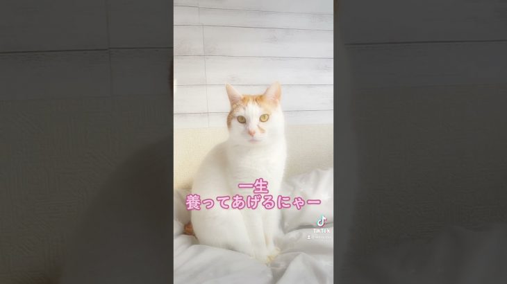 にゃー恋人募集中🍀　　　　　　　　　　　　　#告白 #プロポーズ #恋愛 #猫 #猫動画 #ねこ #cat
