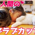 人懐っこい次男猫と猫懐っこい娘がついにカップルチャンネルを？！[トコちゃんとジョア]