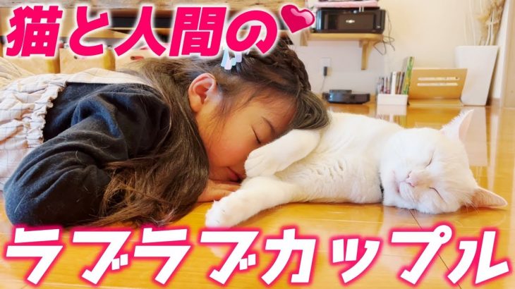 人懐っこい次男猫と猫懐っこい娘がついにカップルチャンネルを？！[トコちゃんとジョア]