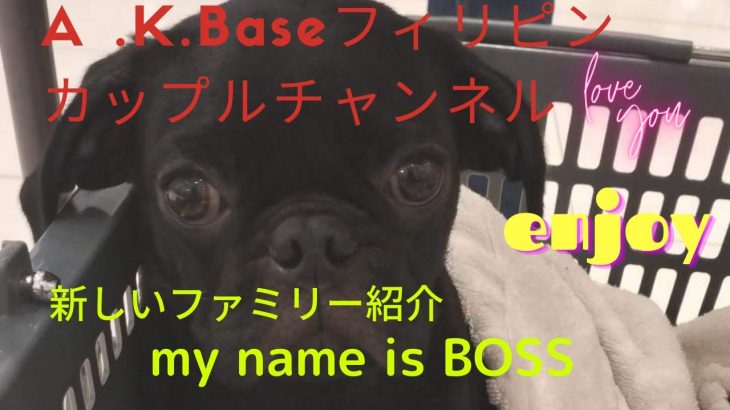 【A.K.Baseフィリピンカップルチャンネル】今回は新しいファミリーパグ犬のBOSSの紹介です✋めちゃくちゃ可愛い🐶