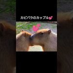 周南市徳山動物園のカピバラカップルCapybara couple at Shunan City Tokuyama Zoo#shorts