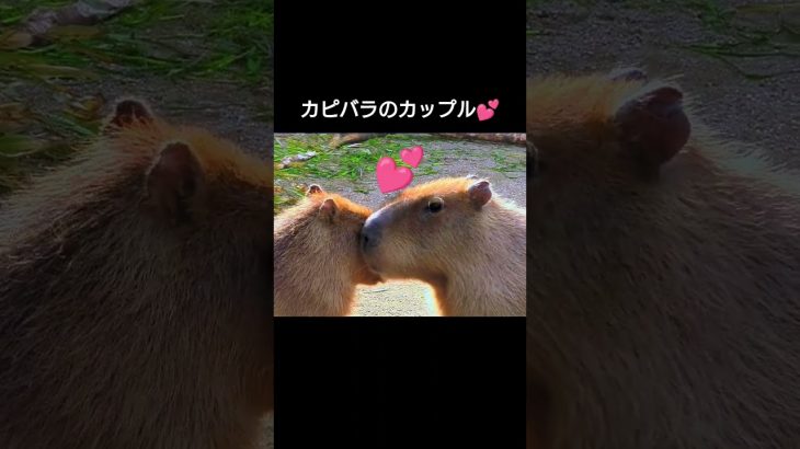 周南市徳山動物園のカピバラカップルCapybara couple at Shunan City Tokuyama Zoo#shorts