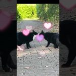 カップル猫が撮れた〜(^^)   (couple cat  short movie)