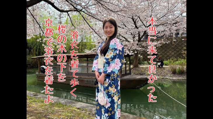 (国際カップル )中国人妻、京都伏見で浴衣を着て桜の木下を歩く。花見@yanoke0826
