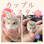 ロボロフスキーハムスター🐹のカップルがお引越しMeet our Roborovski Couple hamster / New Cage #ハムスター #カップル #hamsters #pets