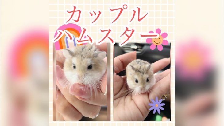 ロボロフスキーハムスター🐹のカップルがお引越しMeet our Roborovski Couple hamster / New Cage #ハムスター #カップル #hamsters #pets