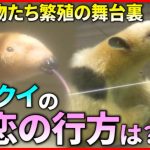 【動物園】カップル成立の舞台裏  繁殖に向けた職員の努力　愛媛　NNNセレクション